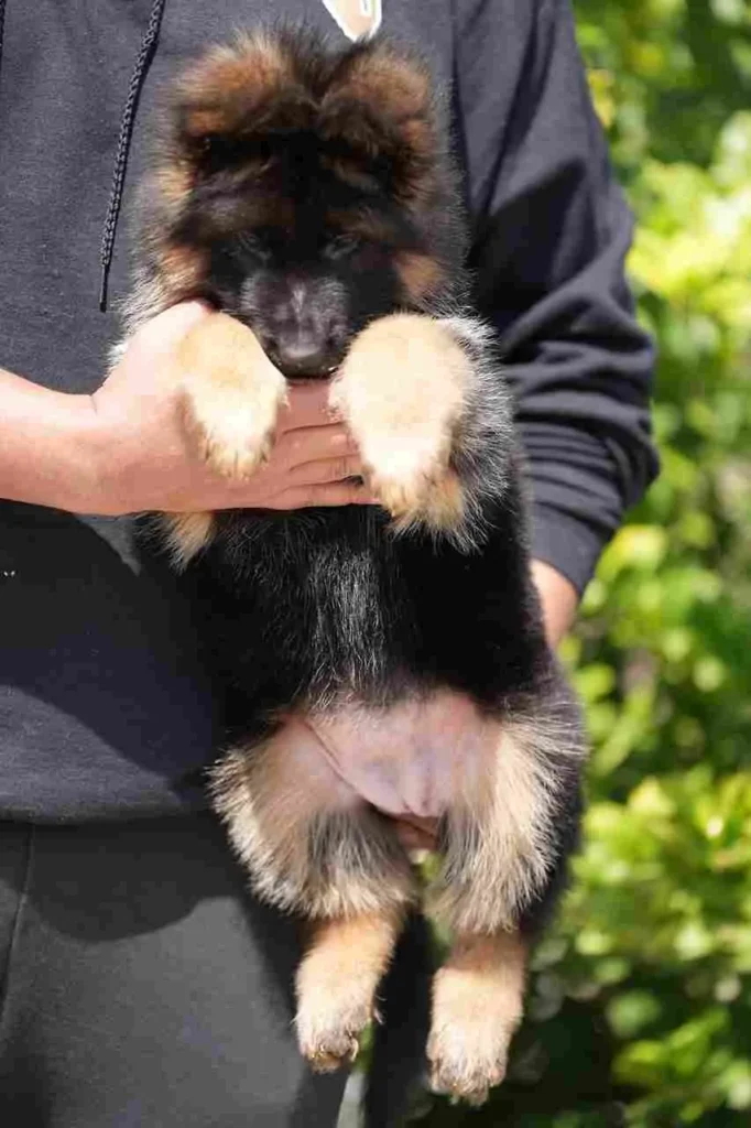 German Shepherd puppies for sale in New York City - 20241023 Wa0047 11Zon 56 11Zon German Shepherd puppy image by Royal