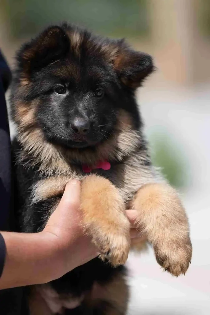 German Shepherd puppies for sale in Dallas Texas - 20241023 Wa0049 11Zon 19 11Zon 17 11Zon German Shepherd puppy image by
