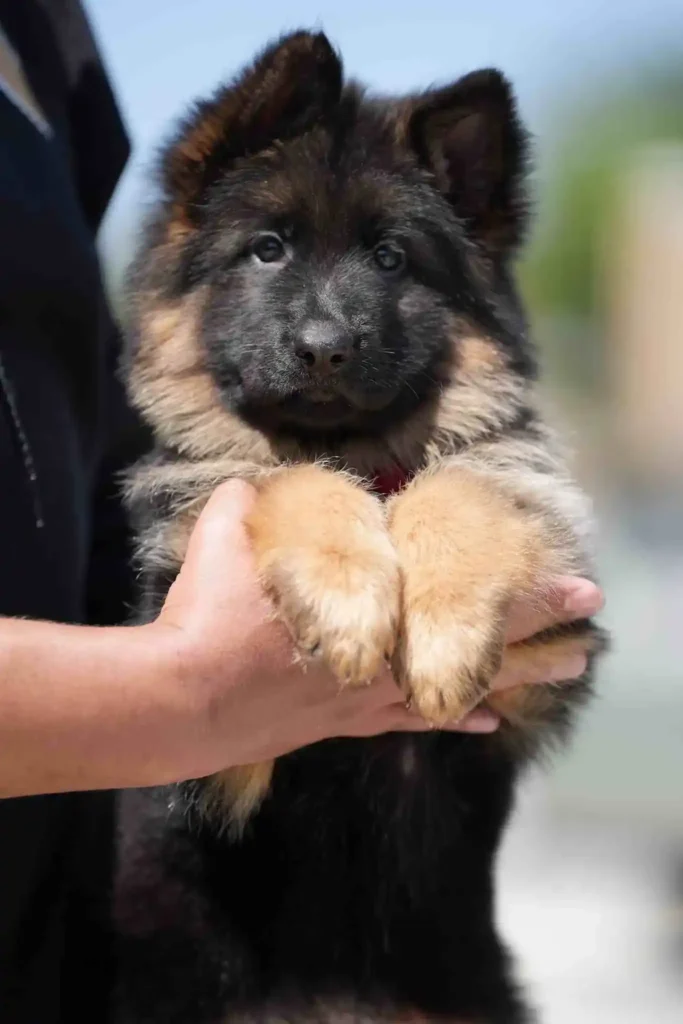 20241023 Wa0054 11Zon 62 11Zon 81 11Zon German Shepherd puppy image by Royal Tribes K9 1529 in Arlington, Virginia