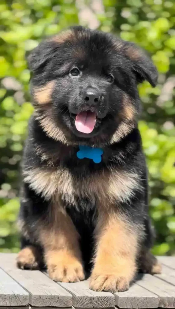 20241023 Wa0075 11Zon 75 11Zon 72 11Zon 17 11Zon German Shepherd puppy image by Royal Tribes K9 1148 in Clarksville, Arkansas