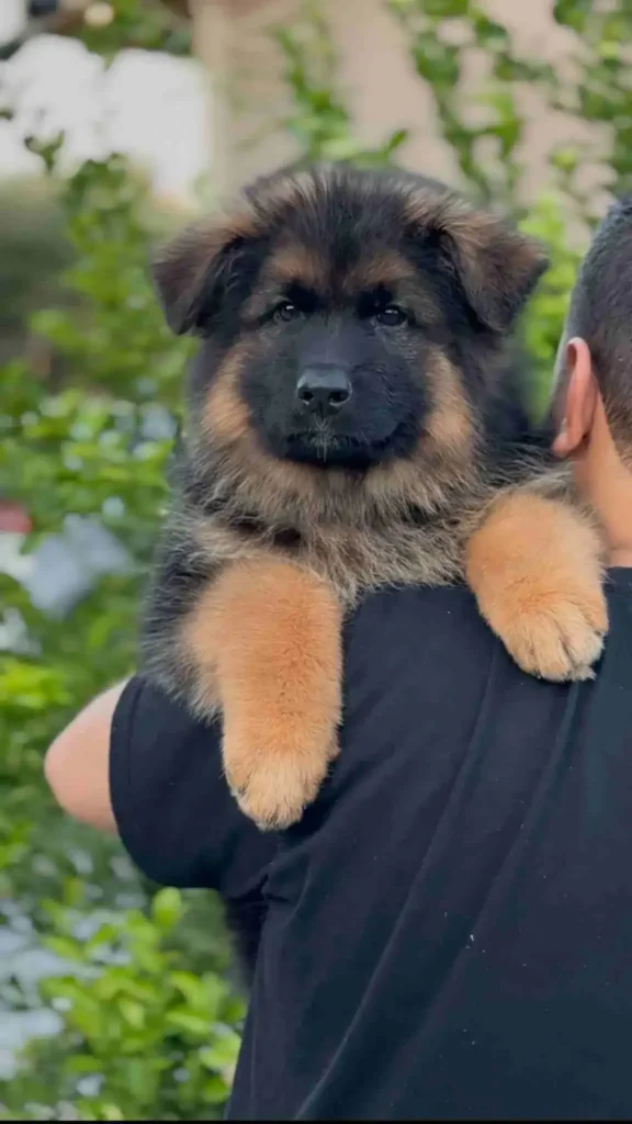 20241023 Wa0092 11Zon 90 11Zon 25 11Zon German Shepherd puppy image by Royal Tribes K9 1329 in Glendale, Arizona