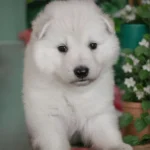 Storm ( Male ) Long Coat German Shepherd Puppy clean website photo 06 by Royal Tribes K9