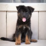 Kairo RTK9 Team ( Male ) Black and Red Long Coat German Shepherd Puppy coat detail photo 03 by Royal Tribes K9