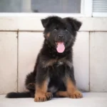Kairo RTK9 Team ( Male ) Black and Red Long Coat German Shepherd Puppy standing portrait 04 by Royal Tribes K9