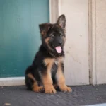 Korben RTK9 Team ( Male ) Black and Red Long Coat German Shepherd Puppy coat detail photo 03 by Royal Tribes K9