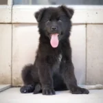 Knight RTK9 Team ( Male ) Full Black Long Coat German Shepherd Puppy gallery image 02 by Royal Tribes K9