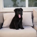 Knight RTK9 Team ( Male ) Full Black Long Coat German Shepherd Puppy coat detail photo 03 by Royal Tribes K9