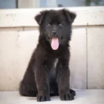Knight RTK9 Team ( Male ) Full Black Long Coat German Shepherd Puppy profile photo 01 by Royal Tribes K9