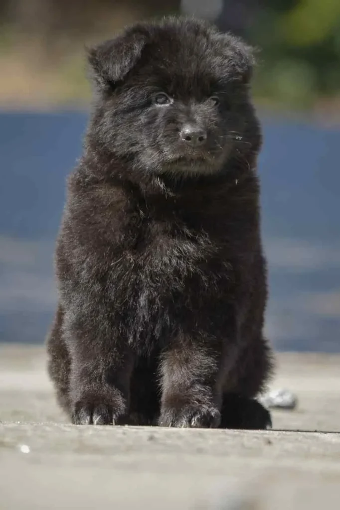 German Shepherd puppies for sale in Bountiful - 8151 11Zon 94 11Zon German Shepherd puppy image by Royal Tribes K9 1459