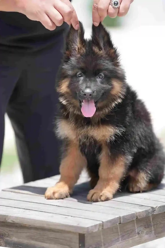 9360 11Zon 96 11Zon 32 11Zon German Shepherd puppy image by Royal Tribes K9 1613 in Baltimore, Texas