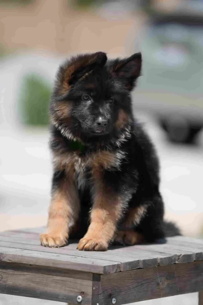 German Shepherd puppies for sale in Pasadena - 9387 11Zon 97 11Zon 31 11Zon German Shepherd puppy image by Royal Tribes K9