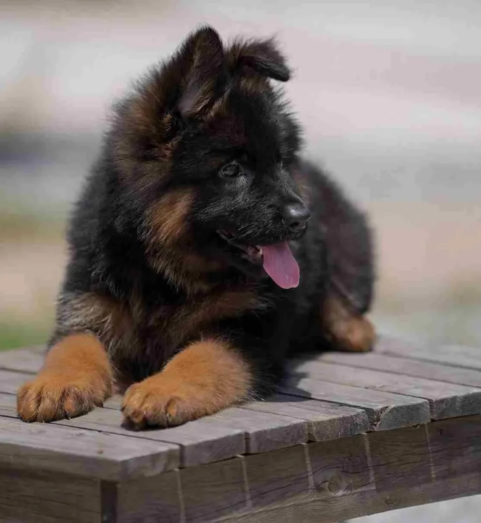 9698 11Zon 8 11Zon German Shepherd puppy image by Royal Tribes K9 1337 in Kansas City, Missouri