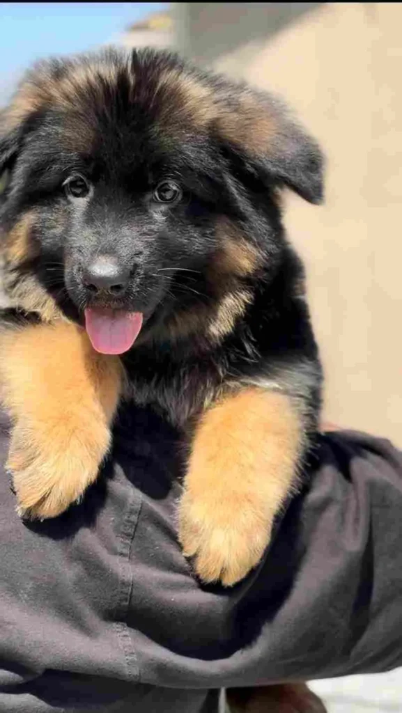 German Shepherd puppies for sale in Minneapolis - 9725 11Zon 12 11Zon German Shepherd puppy image by Royal Tribes K9 1100