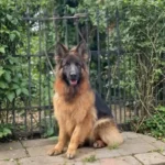 IRMA Kolebka Wadery German Shepherd dam profile photo 01 for Royal Tribes K9 pedigree content