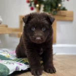 Stryker ( Male ) ( imported ) Full Liver (Chocolate) Long Coat German Shepherd Puppy puppy profile image 05 by Royal Tribes