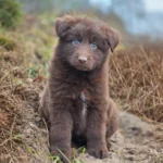 Velvet ( Female ) (imported) Full Liver (Chocolate) Long Coat German Shepherd Puppy gallery image 02 by Royal Tribes K9
