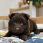 Stryker ( Male ) ( imported ) Full Liver (Chocolate) Long Coat German Shepherd Puppy clean website photo 06 by Royal Tribes