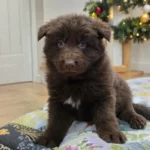 Sentinel ( Male ) ( imported ) Full Liver (Chocolate) Long Coat German Shepherd Puppy puppy profile image 05 by Royal Tribes