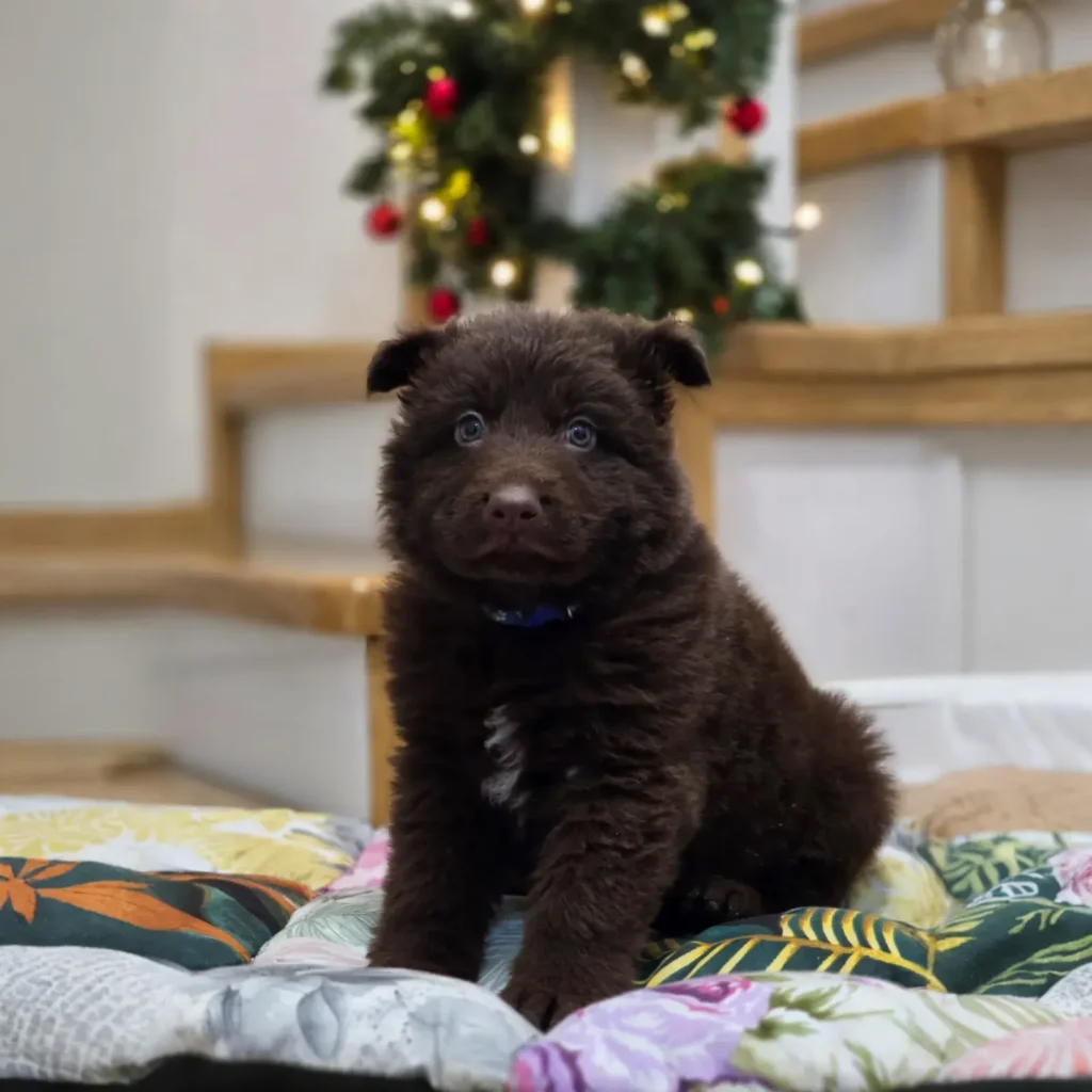 Stryker ( Male ) ( imported ) Full Liver (Chocolate) Long Coat German Shepherd Puppy profile photo 01 by Royal Tribes K9