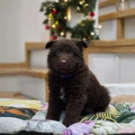 Stryker ( Male ) ( imported ) Full Liver (Chocolate) Long Coat German Shepherd Puppy profile photo 01 by Royal Tribes K9