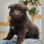 Sentinel ( Male ) ( imported ) Full Liver (Chocolate) Long Coat German Shepherd Puppy clean website photo 06 by Royal Tribes
