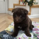 Sentinel ( Male ) ( imported ) Full Liver (Chocolate) Long Coat German Shepherd Puppy profile photo 01 by Royal Tribes K9