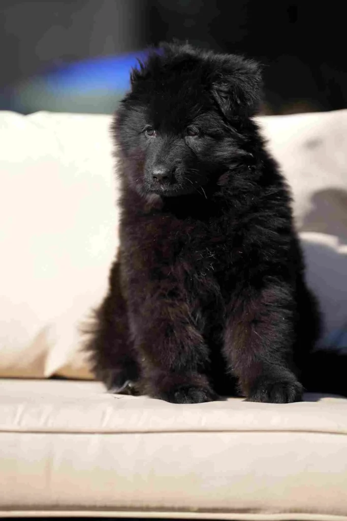 German Shepherd puppies for sale in Manhattan Beach - Long Hair Black German Shepherd Puppy In German Shepherd puppy image