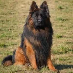 Axon Borawska Zagroda German Shepherd sire profile photo 01 for Royal Tribes K9 pedigree content