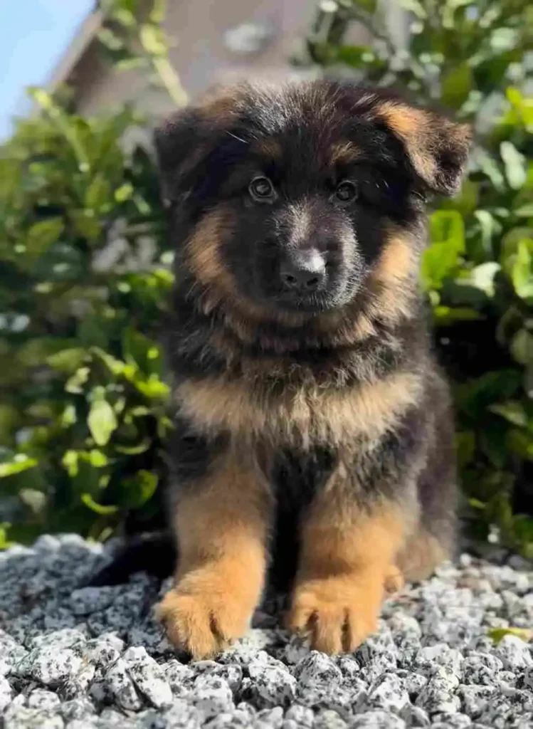 German Shepherd puppies for sale in Brea - Long Hair German Shepherd Breeder 11Zon 12 11Zon German Shepherd puppy image by