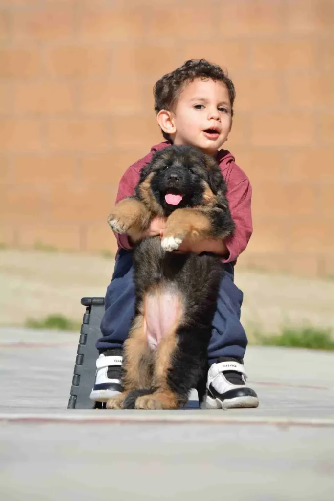 German Shepherd puppies for sale in Carmel - Long Hair German Shepherd Puppy Breeder Blythe German Shepherd puppy image by