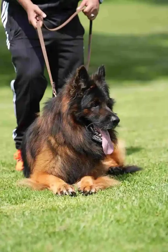 German Shepherd puppies for sale in Little Rock - Long Hair German Shepherd Puppy Breeder German Shepherd puppy image by