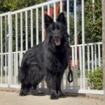 LA VIUDA NEGRA RTK9 TEAM German Shepherd dam coat detail photo 03 for Royal Tribes K9 pedigree content