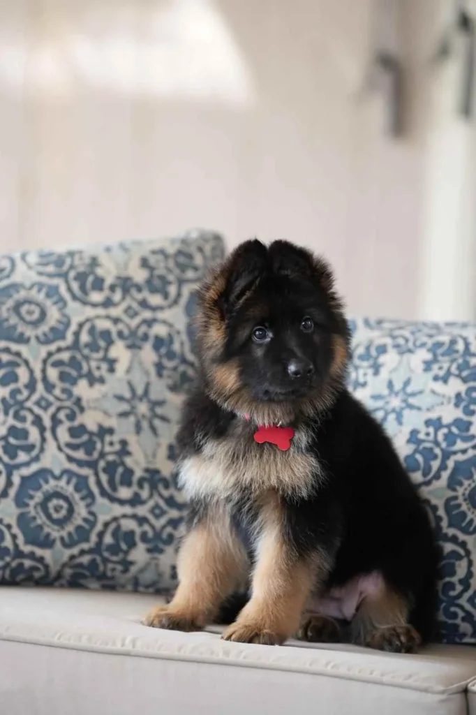 Long Hair German Shepherd Puppy Breeder Cupertino German Shepherd puppy image by Royal Tribes K9 1112 in Billings, Maryland