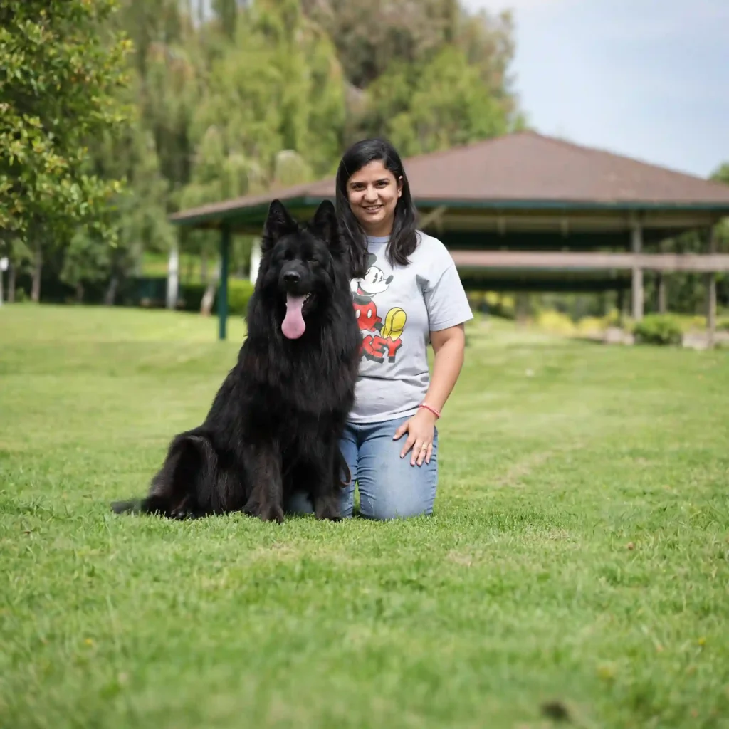 Amidor De La Madonina German Shepherd sire standing portrait 04 for Royal Tribes K9 pedigree content