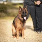 Lexi RTK9 Team German Shepherd dam close-up image 08 for Royal Tribes K9 pedigree content