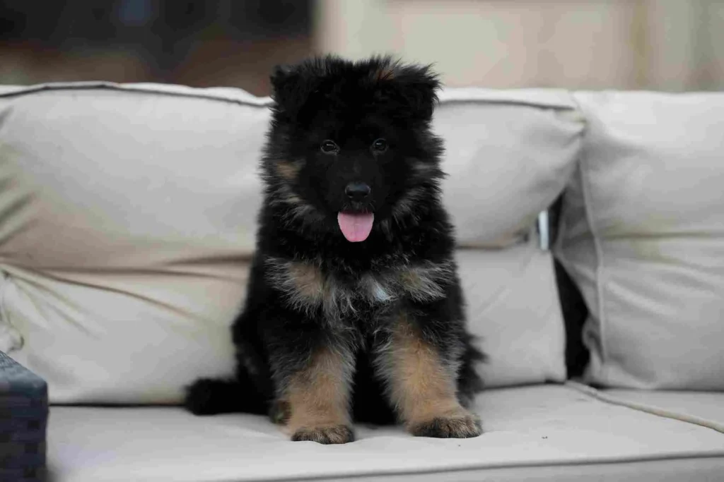 Long Hair German Shepherd Puppy Breeder Hemet German Shepherd puppy image by Royal Tribes K9 1421