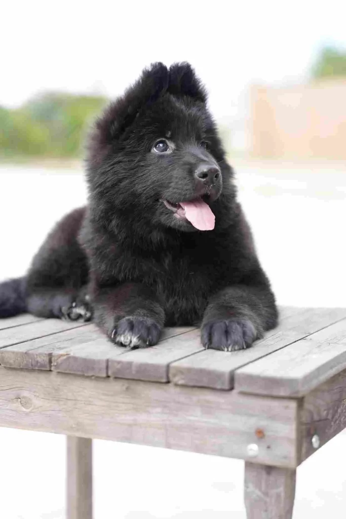 German Shepherd puppies for sale in Buffalo - Long Hair German Shepherd Puppy Breeder Oakland German Shepherd puppy image by