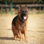 Lexi RTK9 Team German Shepherd dam profile photo 09 for Royal Tribes K9 pedigree content