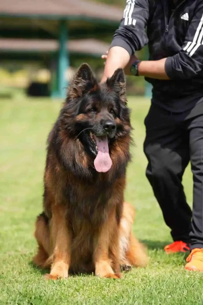 German Shepherd puppies for sale in Akron - Long Hair German Shepherd Puppy Breeder San German Shepherd puppy image by Royal