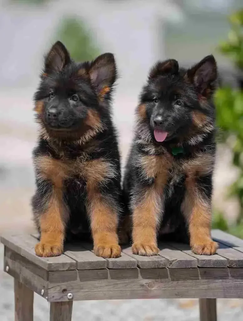 German Shepherd puppies for sale in Cincinnati - Long Hair German Shepherd Puppy Breeder Santa German Shepherd puppy image