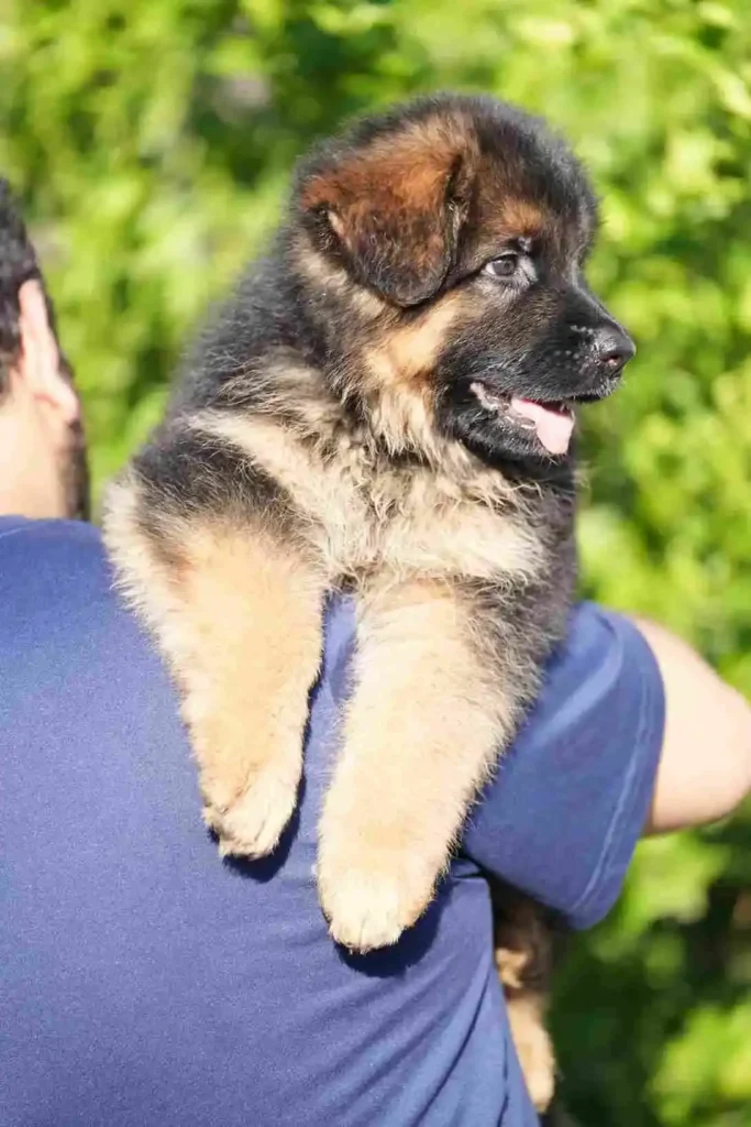 German Shepherd portrait used for puppy pickup and delivery guidance to Fairbanks, Alaska.