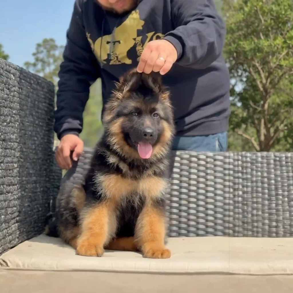 German Shepherd portrait used for puppy pickup and delivery guidance to Birmingham, California.