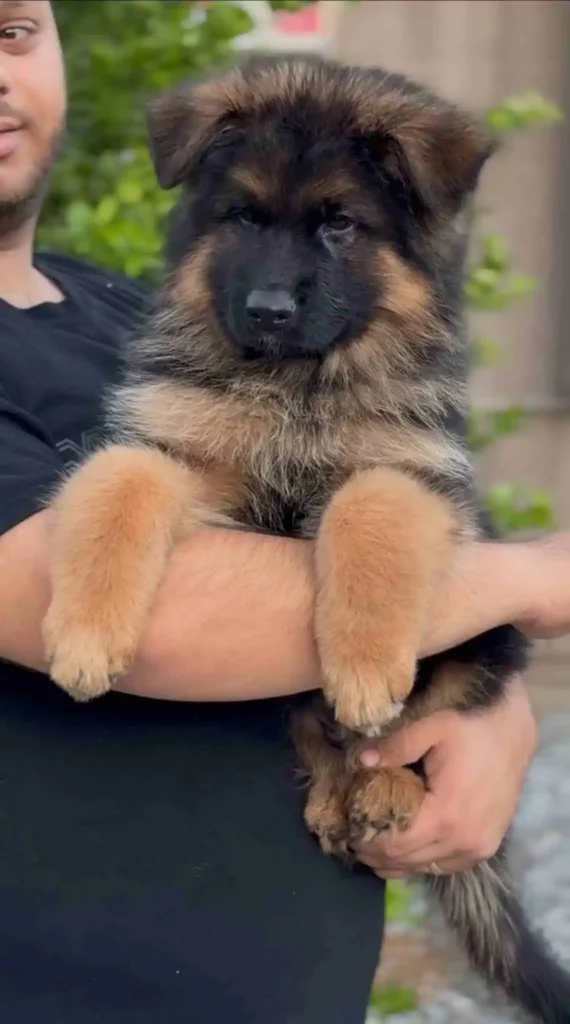 Long Hair German Shepherd Puppy Breeder Royal German Shepherd puppy image by Royal Tribes K9 1531 in Torrance, California