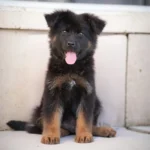 Kairo RTK9 Team ( Male ) Black and Red Long Coat German Shepherd Puppy puppy profile image 05 by Royal Tribes K9