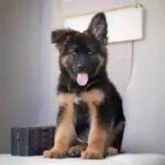 Korben RTK9 Team ( Male ) Black and Red Long Coat German Shepherd Puppy puppy profile image 05 by Royal Tribes K9
