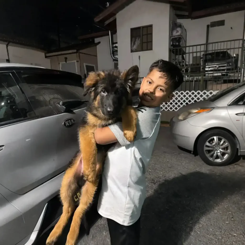 Royal Tribes K9 German Shepherd family companion image 0042