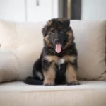 Alexandria Black and Tan Long Coat German Shepherd Puppy puppy profile image 05 by Royal Tribes K9