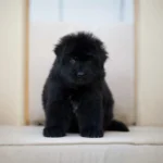 Enzo Royal Tribes K9 ( Male) Full Black Long Coat German Shepherd Puppy profile photo 01 by Royal Tribes K9