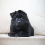 Eclipse Royal Tribes K9 ( Male) Full Black Long Coat German Shepherd Puppy gallery image 02 by Royal Tribes K9