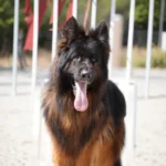 Shapo German Shepherd sire standing portrait 04 for Royal Tribes K9 pedigree content